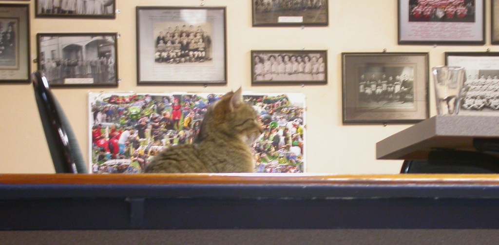 Sound of crinkling tin foil can cause seizures in cats Noiseboard